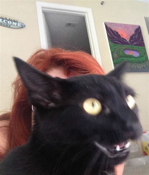 68 Times Cats Didnt Want To Be In Your Stupid Selfies And The Result
