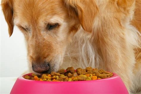 It is imperative that pet owners ensure their dog is being fed a dogs with sensitive stomachs may suffer gastrointestinal upset, sickness and diarrhoea after eating cat food. Feeding the Dog with Liver Disease - TuftsYourDog