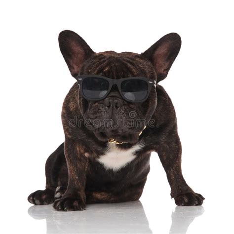 French Bulldog Wearing Golden Collar And Glasses Looking To Side Stock