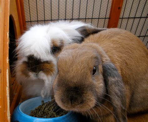 How Can I Socialise My Rabbits With People And Other Rabbits Rspca Knowledgebase