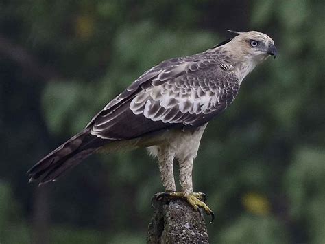 Changeable Hawk-Eagle (Crested) - eBird