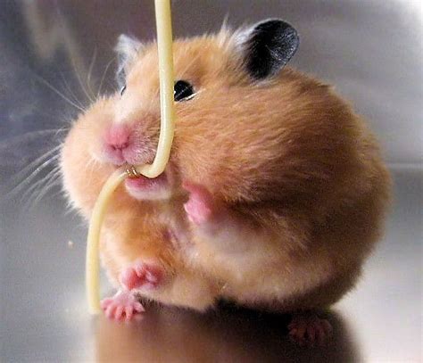 5 Bite Cute Animals Funny Hamsters Cute Baby Animals