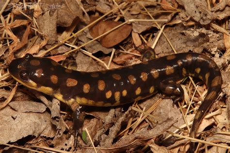 Eastern Tiger Salamander Ambystoma Tigrinum Nonesoherpetological