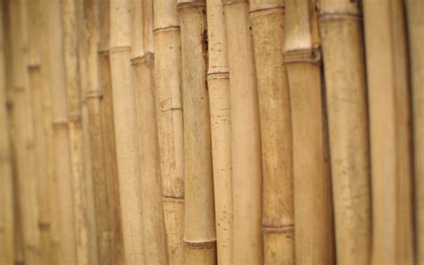 Sustainability And Bamboo Stems