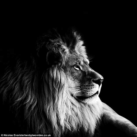 Dark Zoo Pictures Of Animal In Black And White Daily