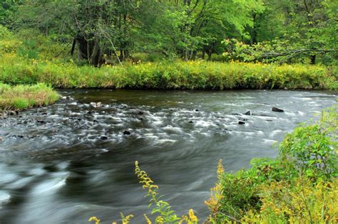 Free Picture Water Nature River Ecology Stream Leaf Landscape Wood