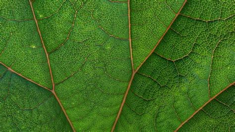 Leaf Close Up Pictures Download Free Images On Unsplash