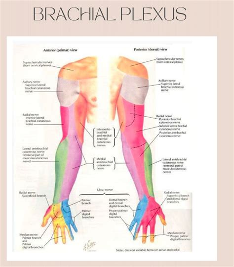 Anatomy Brachial Plexus Study Guide Notes Medical School Digital Prints