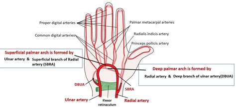 Palmar Arches Superficial And Deep Formation And Branches Anatomy Qa