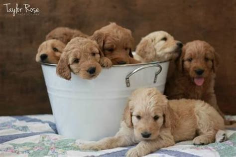 Look at pictures of goldendoodle puppies in california who need a home. Mini goldendoodle puppies for Sale in Vista, California ...