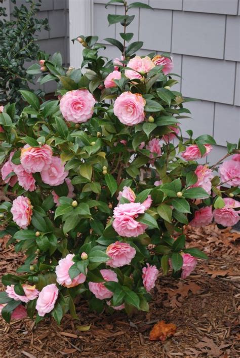 11 Of The Best Camellia Cultivars To Grow At Home Artofit