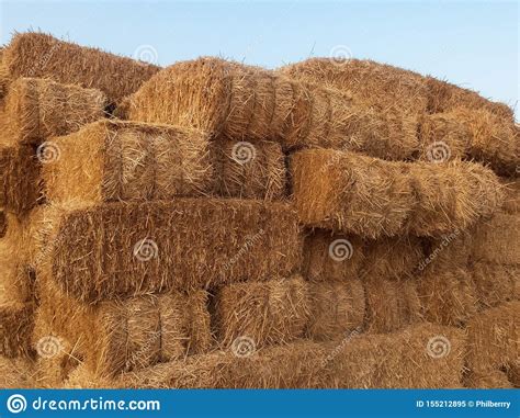 Stacks Of Dry Straw Piled Straw Haystacks Stock Image Image Of