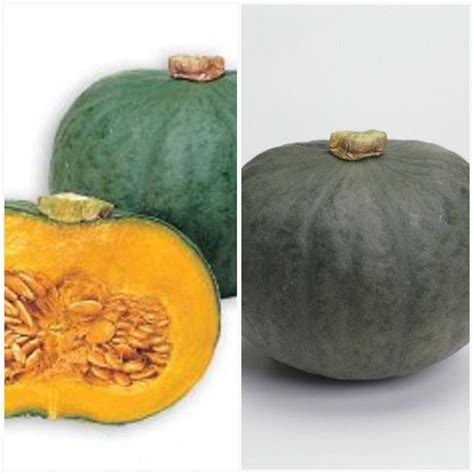 Both the texture and flavor of this pumpkin is similar to a sweet potato: Japanese Pumpkin Seeds " Blue Kuri"(Cucurbita moschata ...