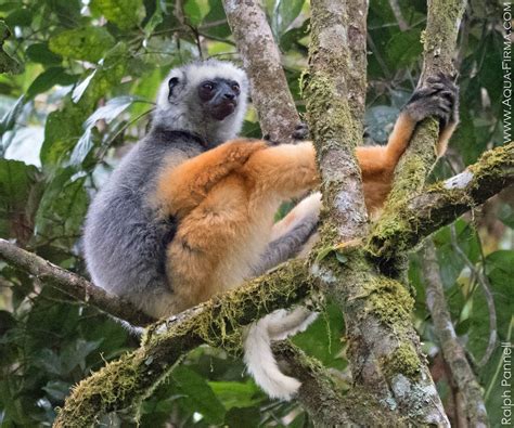 Madagascar Wildlife Holidays Lemurs And Rainforest Conservation Aqua