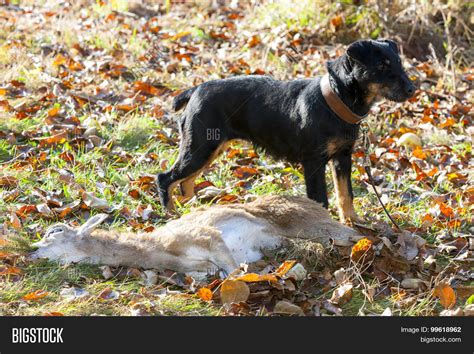 Hunting Dog Catch Image And Photo Free Trial Bigstock