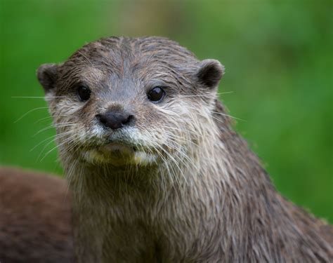Oriental Short Clawed Otter - ZooChat