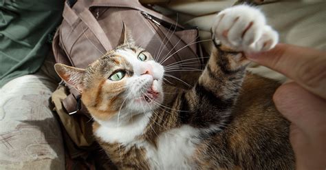 Cat Scratch Disease Presenting As Parinauds Oculoglandular Syndrome