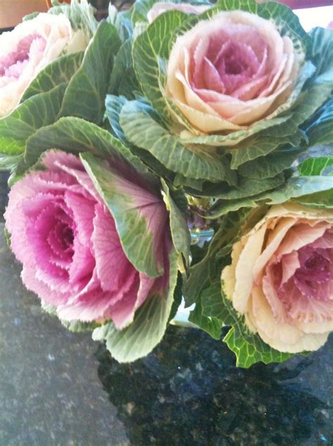 Cabbage Roses Weddinglovers Cabbage Flowers Ornamental Kale