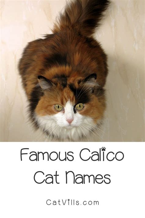 60 Clever Calico Cat Names Youll Adore Calico Cat Names Cat Names Cats