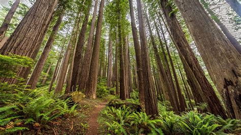 Redwood Forest Scenic Wallpapers Top Free Redwood Forest Scenic