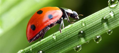 Raising Ladybugs From Indoor Larvae To Outdoor Garden Protectors Dave