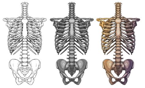 Esqueleto Humano Esqueleto Huesos Del Tórax Vector Premium