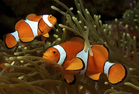 How To Breed Clownfish Everything You Need To Know Fishkeeping Advice