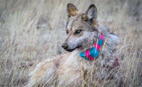 Mexican Gray Wolf Listed As A Subspecies Keeps Endangered Status The