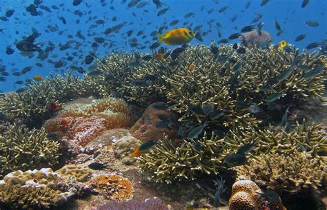 Climate Change Is Devastating Coral Reefs And Scientists Dont Know If