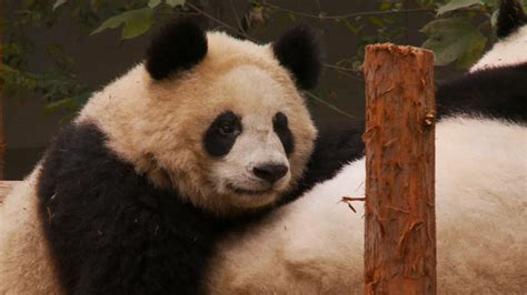 3 Prosecuted In China Over Poaching Of Giant Panda Cnn