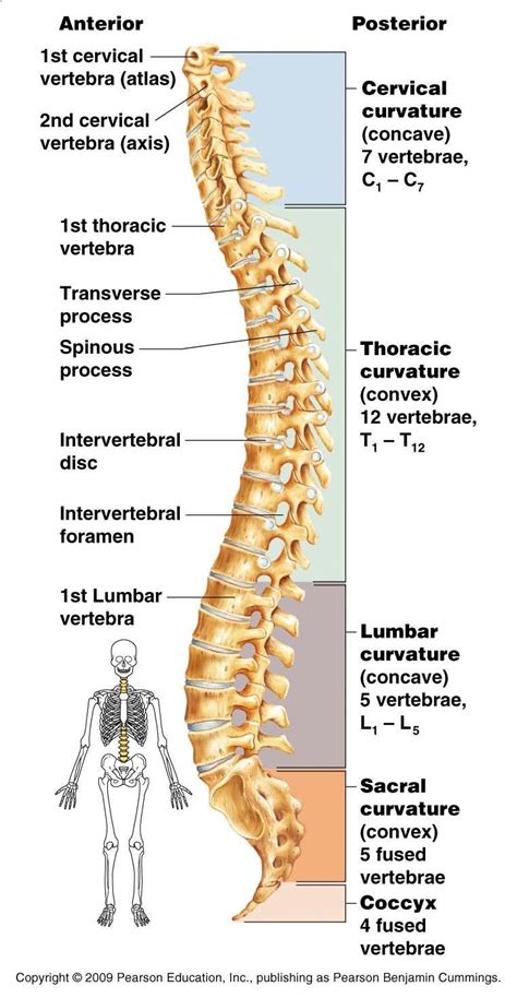 This video will show you how to remember the human bones of the body. vertebrae | ... vertebrae, 5 lumbar vertebrae, 1 sacrum (5 ...