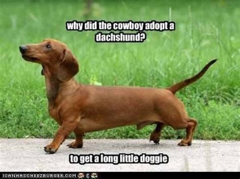 Hahahaha Funny Dachshund Dog Jokes Dachshund