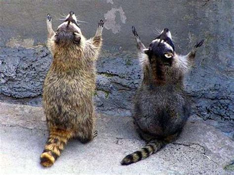 Oh you dog by anon821364678. Praying Animals (4 Sweet Photos) | Jewish Mom