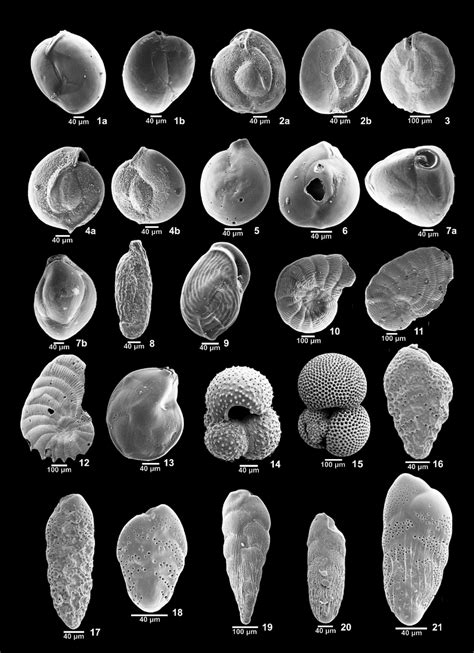 Benthic And Planktonic Foraminifera From Abu Qir Bay Egypt All Are
