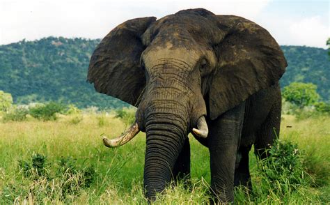 Adult Elephant In The Nature 4242741 958x595 All For