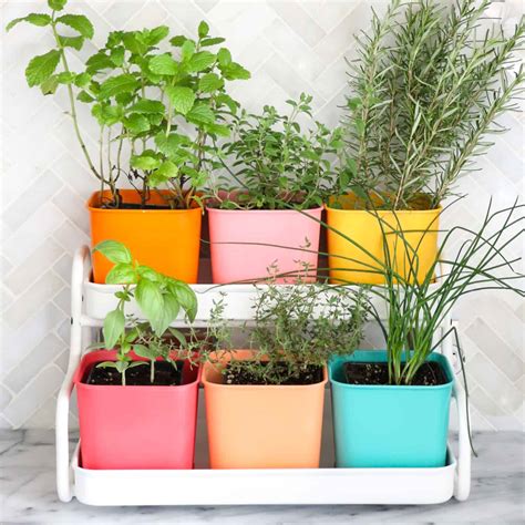 Make A Colorful Indoor Herb Garden A Beautiful Mess