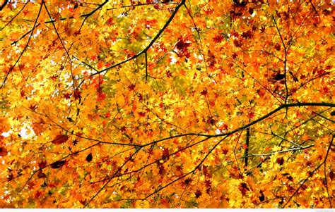 42 Autumn Leaves Hd Wallpapers Wallpapersafari