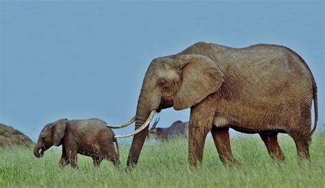 African Bush Elephant Mother And Calf Loxodonta Africana Flickr