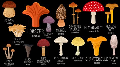 Basics Of Mushroom Id North Texas Mycological Association
