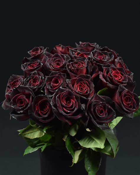 Rose Black Baccara Flowers Wa Perth