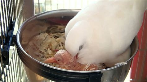 Baby White Dove Feeding Winter Day 6 Youtube