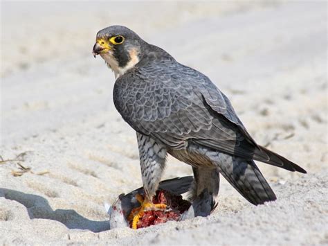 Peregrine Falcon | Celebrate Urban Birds