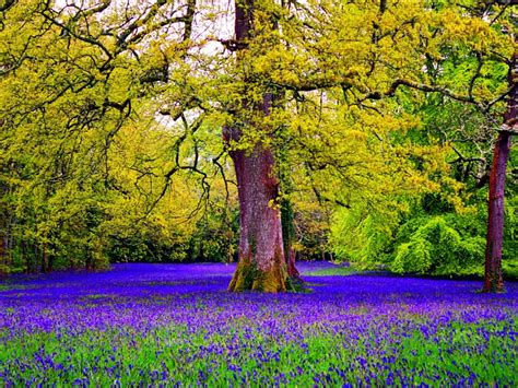 1920x1080px 1080p Free Download Forest Bluebells Floral Beautiful