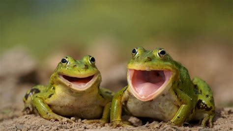 Animals Laughing World Of Photos Laughting Animals Cute Frogs