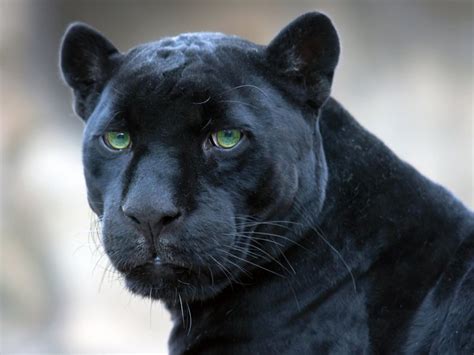 Black Panther Great Cats Of The World