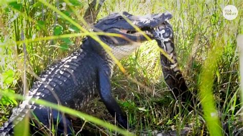 Alligators In Florida Nine Gator Encounter Videos Worth Watching