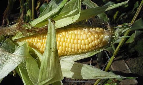 When To Harvest Corn For Perfect Ears Epic Gardening