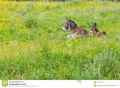 Two Donkeys Resting In A Farm Meadow Stock Image Image Of Field