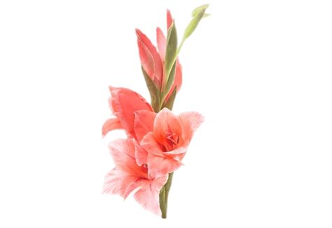 Gladiolus Flower Png File Png All Png All