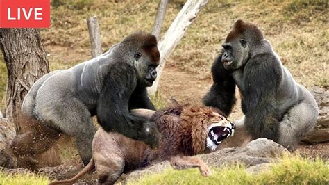 Live Gorilla Attack Lion Save Team Moments Of Animal Fight Battle